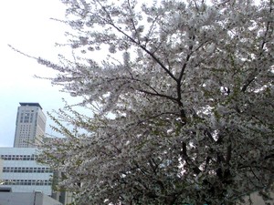 CherryBlossom01.JPG