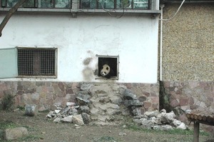 panda02.jpg