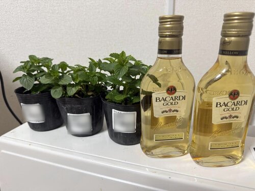 mojito02.jpg