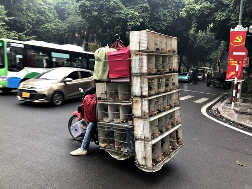 hanoi99.JPG