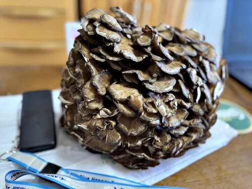 2025maitake01.JPG