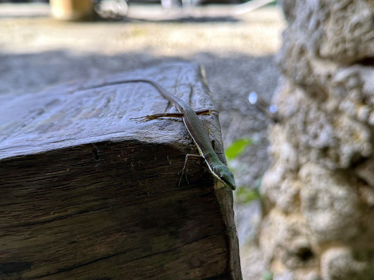 https://catalina.sakura.ne.jp/blog/images/2025okinawa104.JPG