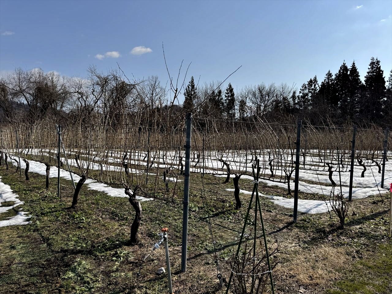 https://catalina.sakura.ne.jp/blog/images/2025yamagata256.JPG