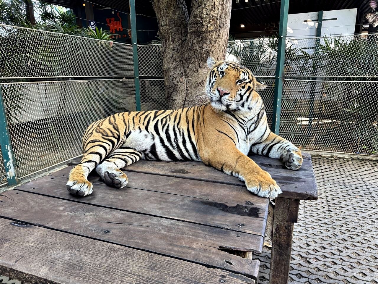 https://catalina.sakura.ne.jp/blog/images/25thailand84.JPG