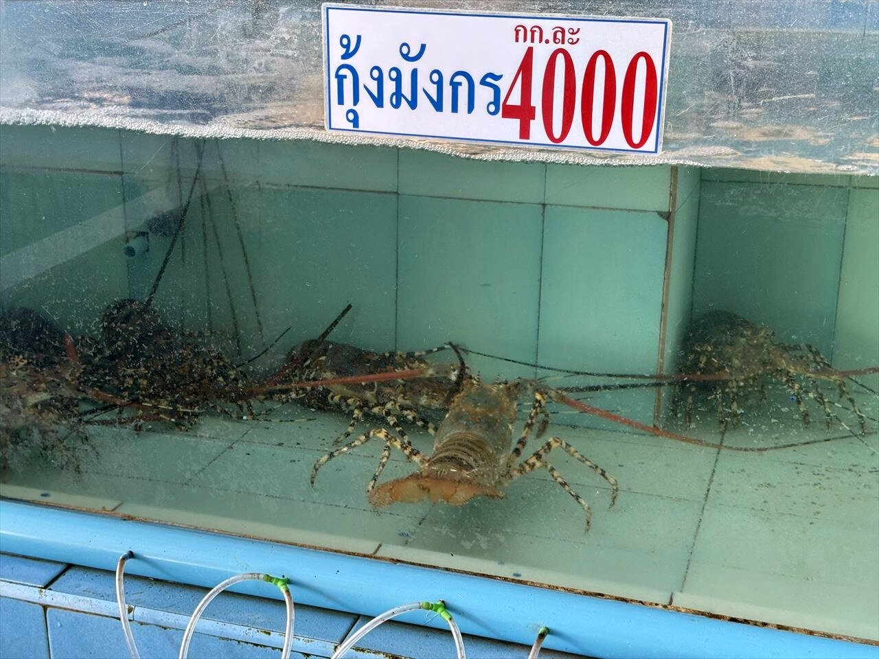 https://catalina.sakura.ne.jp/blog/images/25thailand94.JPG