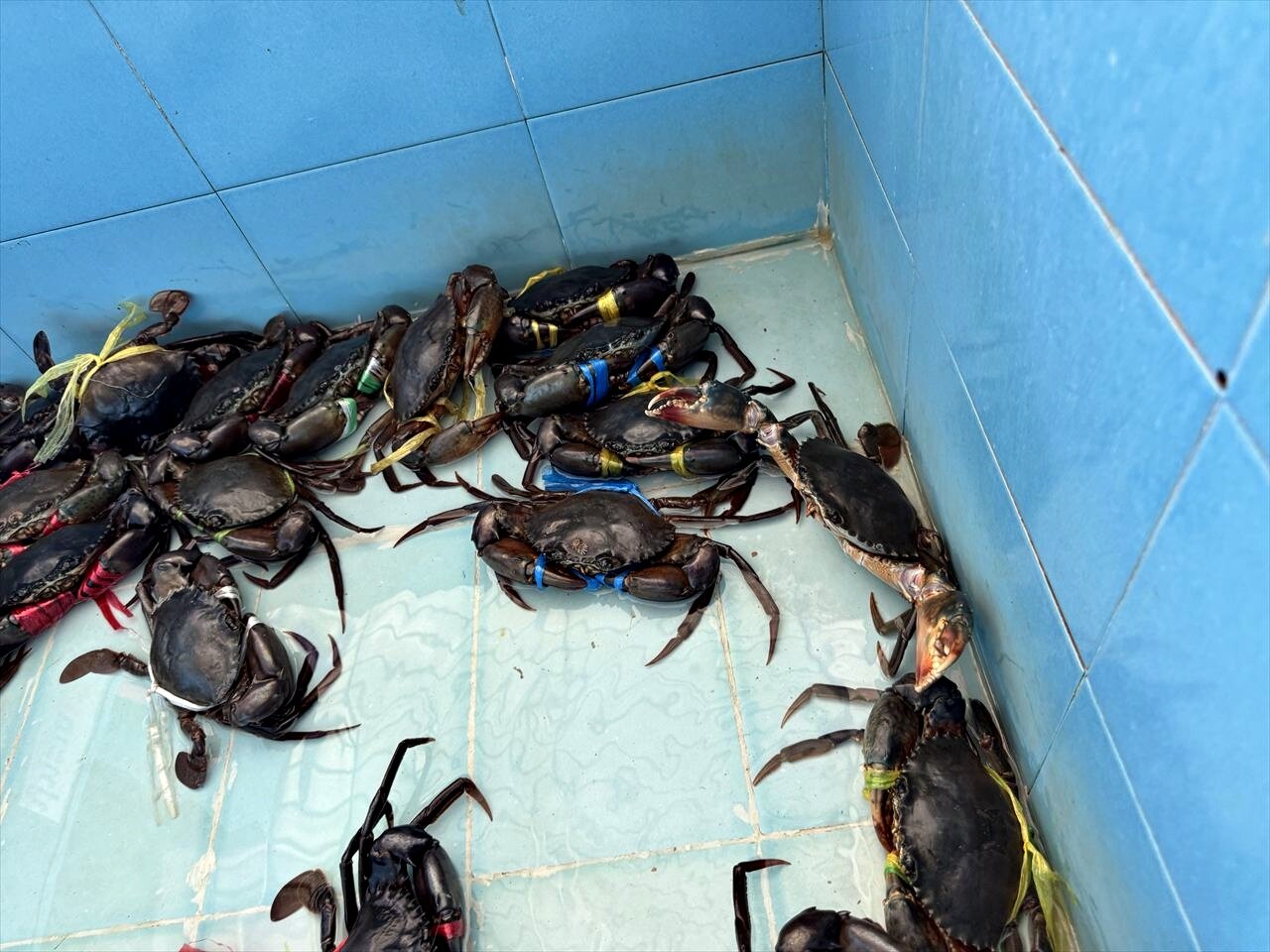 https://catalina.sakura.ne.jp/blog/images/25thailand96.JPG