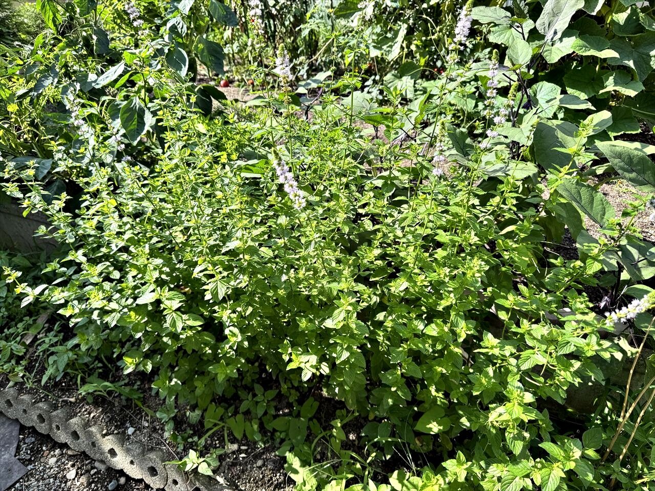 https://catalina.sakura.ne.jp/blog/images/mojito01.JPG